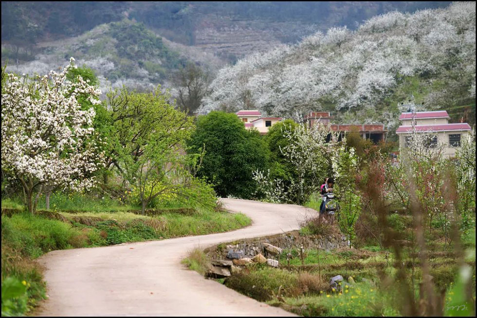 【春天,广西桂林灌阳县向您发出邀请!】我们在灌阳看梨花 - 游山玩水 - 五家渠生活社区 - 五家渠28生活网 wjq.28life.com