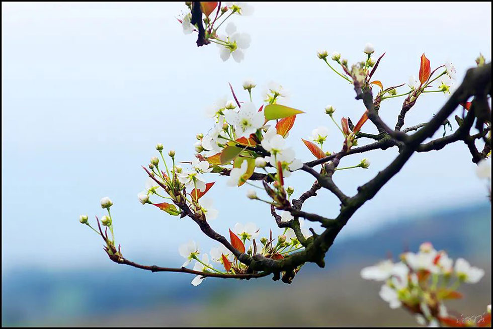 【春天,广西桂林灌阳县向您发出邀请!】我们在灌阳看梨花 - 游山玩水 - 五家渠生活社区 - 五家渠28生活网 wjq.28life.com