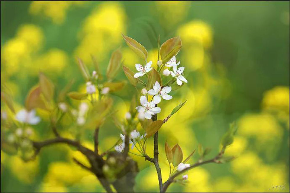 【春天,广西桂林灌阳县向您发出邀请!】我们在灌阳看梨花 - 游山玩水 - 五家渠生活社区 - 五家渠28生活网 wjq.28life.com