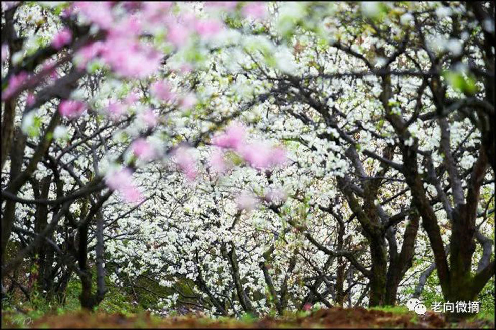 【春天,广西桂林灌阳县向您发出邀请!】我们在灌阳看梨花 - 游山玩水 - 五家渠生活社区 - 五家渠28生活网 wjq.28life.com