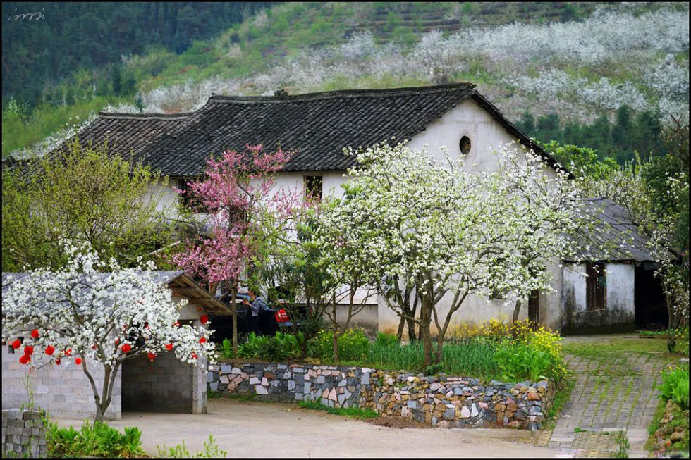 【春天,广西桂林灌阳县向您发出邀请!】我们在灌阳看梨花 - 游山玩水 - 五家渠生活社区 - 五家渠28生活网 wjq.28life.com