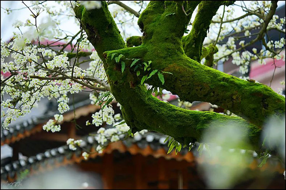 【春天,广西桂林灌阳县向您发出邀请!】我们在灌阳看梨花 - 游山玩水 - 五家渠生活社区 - 五家渠28生活网 wjq.28life.com