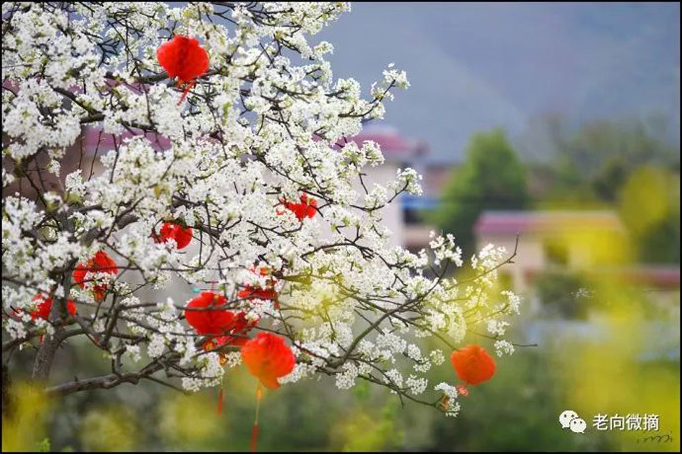 【春天,广西桂林灌阳县向您发出邀请!】我们在灌阳看梨花 - 游山玩水 - 五家渠生活社区 - 五家渠28生活网 wjq.28life.com