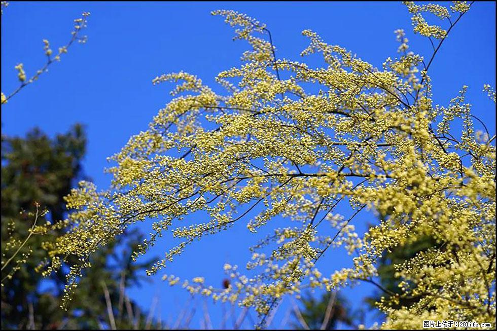 【春天,广西桂林灌阳县向您发出邀请!】米珠山前有片山苍子花在飘香 - 游山玩水 - 五家渠生活社区 - 五家渠28生活网 wjq.28life.com