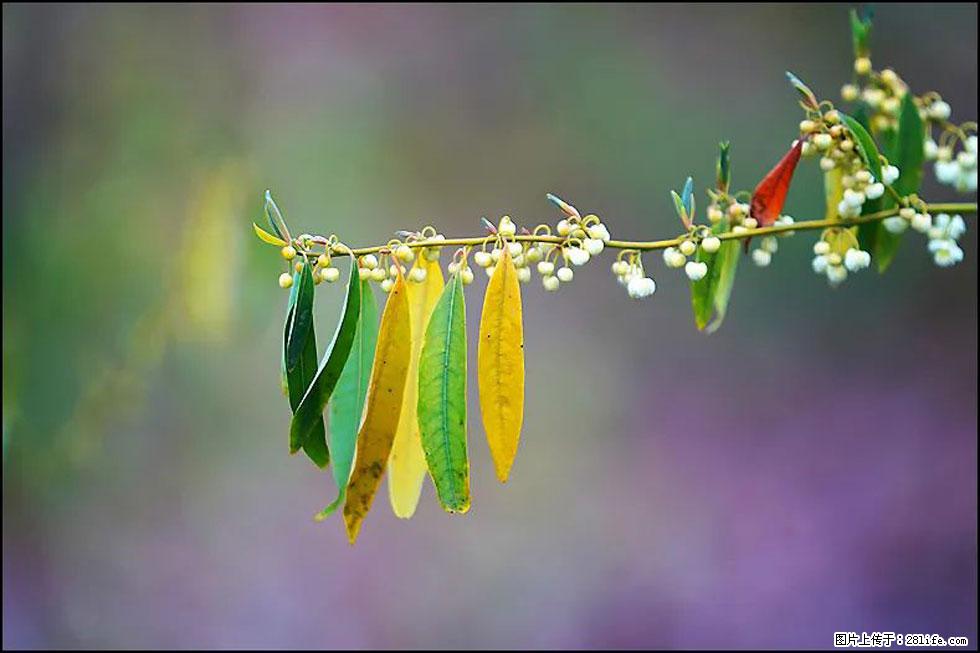 【春天,广西桂林灌阳县向您发出邀请!】米珠山前有片山苍子花在飘香 - 游山玩水 - 五家渠生活社区 - 五家渠28生活网 wjq.28life.com