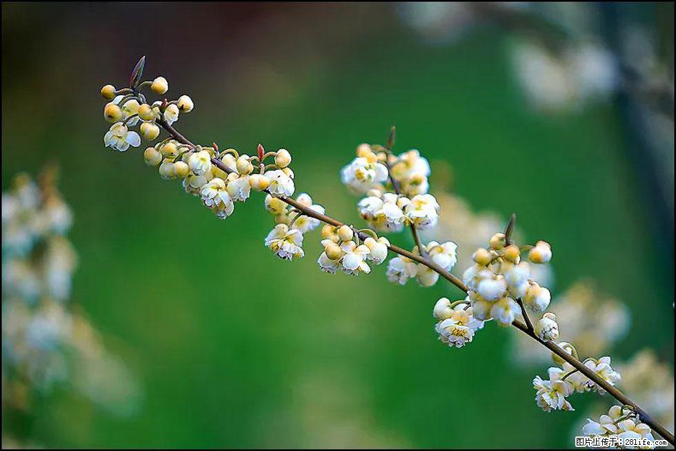 【春天,广西桂林灌阳县向您发出邀请!】米珠山前有片山苍子花在飘香 - 游山玩水 - 五家渠生活社区 - 五家渠28生活网 wjq.28life.com