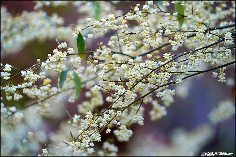 【春天,广西桂林灌阳县向您发出邀请!】米珠山前有片山苍子花在飘香 - 游山玩水 - 五家渠生活社区 - 五家渠28生活网 wjq.28life.com