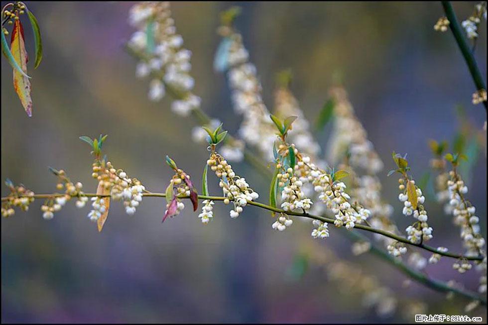 【春天,广西桂林灌阳县向您发出邀请!】米珠山前有片山苍子花在飘香 - 游山玩水 - 五家渠生活社区 - 五家渠28生活网 wjq.28life.com