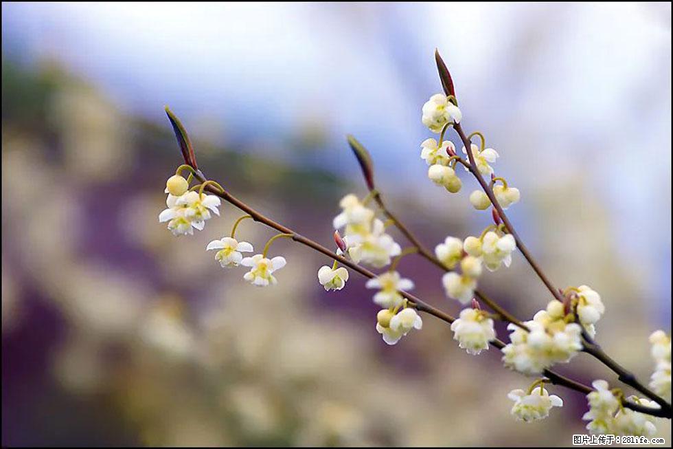 【春天,广西桂林灌阳县向您发出邀请!】米珠山前有片山苍子花在飘香 - 游山玩水 - 五家渠生活社区 - 五家渠28生活网 wjq.28life.com