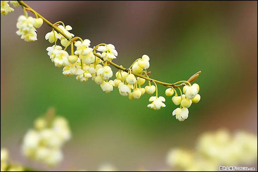 【春天,广西桂林灌阳县向您发出邀请!】米珠山前有片山苍子花在飘香 - 游山玩水 - 五家渠生活社区 - 五家渠28生活网 wjq.28life.com
