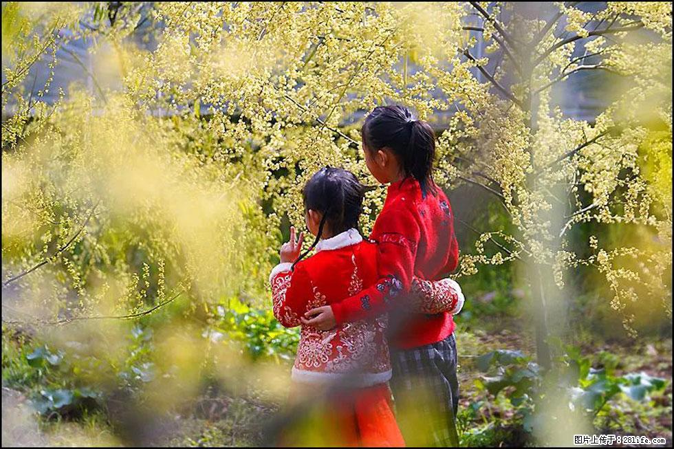 【春天,广西桂林灌阳县向您发出邀请!】米珠山前有片山苍子花在飘香 - 游山玩水 - 五家渠生活社区 - 五家渠28生活网 wjq.28life.com