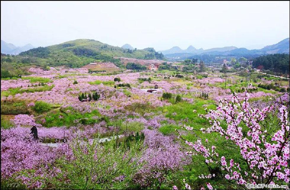 【春天,广西桂林灌阳县向您发出邀请!】官庄村有个醉美的桃花园 - 游山玩水 - 五家渠生活社区 - 五家渠28生活网 wjq.28life.com