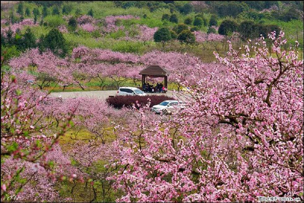 【春天,广西桂林灌阳县向您发出邀请!】官庄村有个醉美的桃花园 - 游山玩水 - 五家渠生活社区 - 五家渠28生活网 wjq.28life.com