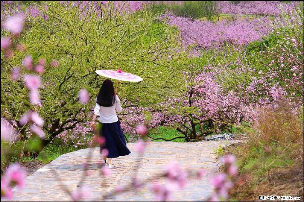 【春天,广西桂林灌阳县向您发出邀请!】官庄村有个醉美的桃花园 - 游山玩水 - 五家渠生活社区 - 五家渠28生活网 wjq.28life.com