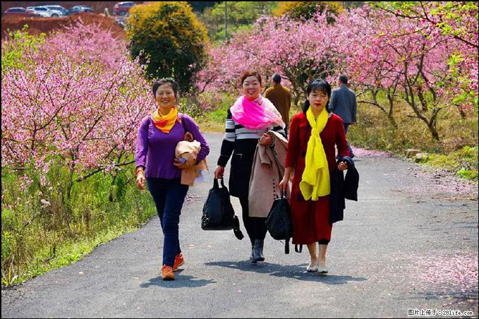 【春天,广西桂林灌阳县向您发出邀请!】官庄村有个醉美的桃花园 - 游山玩水 - 五家渠生活社区 - 五家渠28生活网 wjq.28life.com