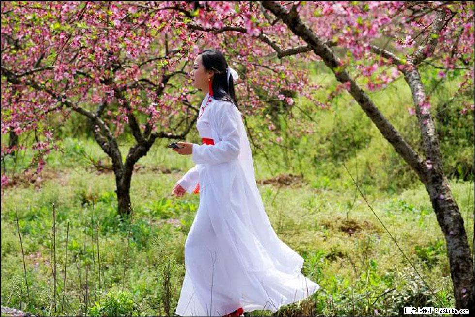 【春天,广西桂林灌阳县向您发出邀请!】官庄村有个醉美的桃花园 - 游山玩水 - 五家渠生活社区 - 五家渠28生活网 wjq.28life.com