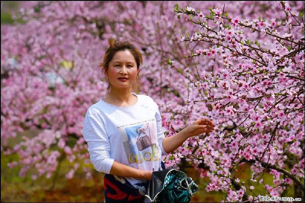 【春天,广西桂林灌阳县向您发出邀请!】官庄村有个醉美的桃花园 - 游山玩水 - 五家渠生活社区 - 五家渠28生活网 wjq.28life.com