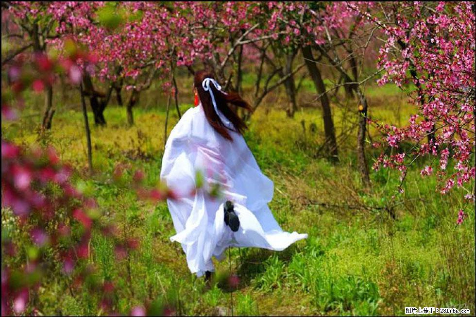 【春天,广西桂林灌阳县向您发出邀请!】官庄村有个醉美的桃花园 - 游山玩水 - 五家渠生活社区 - 五家渠28生活网 wjq.28life.com