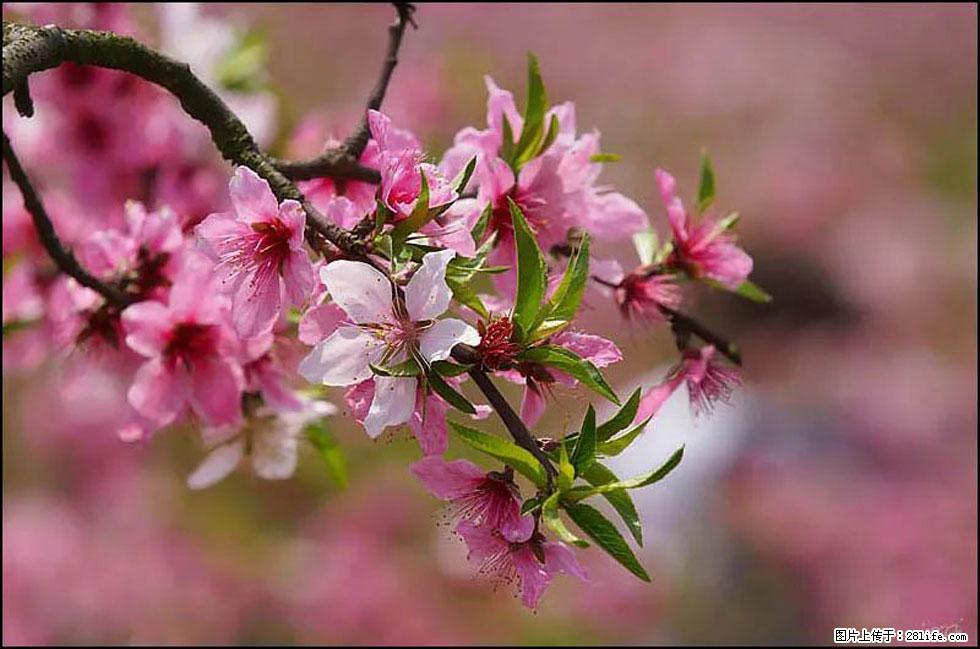 【春天,广西桂林灌阳县向您发出邀请!】官庄村有个醉美的桃花园 - 游山玩水 - 五家渠生活社区 - 五家渠28生活网 wjq.28life.com