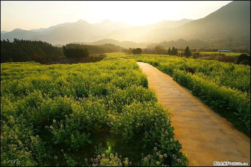 【春天,广西桂林灌阳县向您发出邀请!】长坪村油菜盛情花开 - 游山玩水 - 五家渠生活社区 - 五家渠28生活网 wjq.28life.com