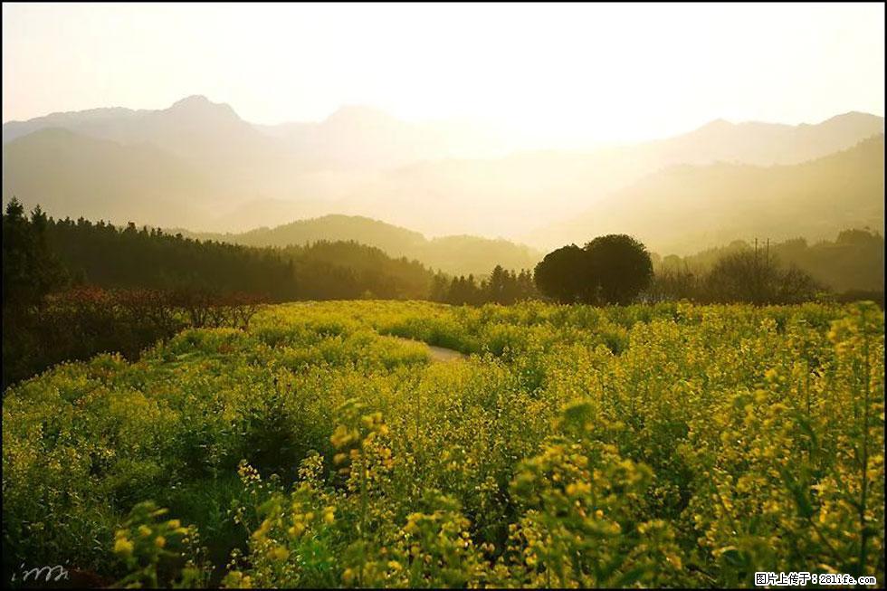 【春天,广西桂林灌阳县向您发出邀请!】长坪村油菜盛情花开 - 游山玩水 - 五家渠生活社区 - 五家渠28生活网 wjq.28life.com