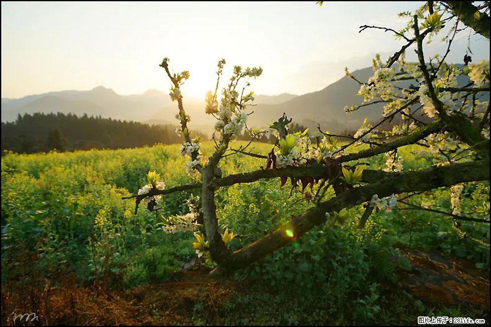 【春天,广西桂林灌阳县向您发出邀请!】长坪村油菜盛情花开 - 游山玩水 - 五家渠生活社区 - 五家渠28生活网 wjq.28life.com