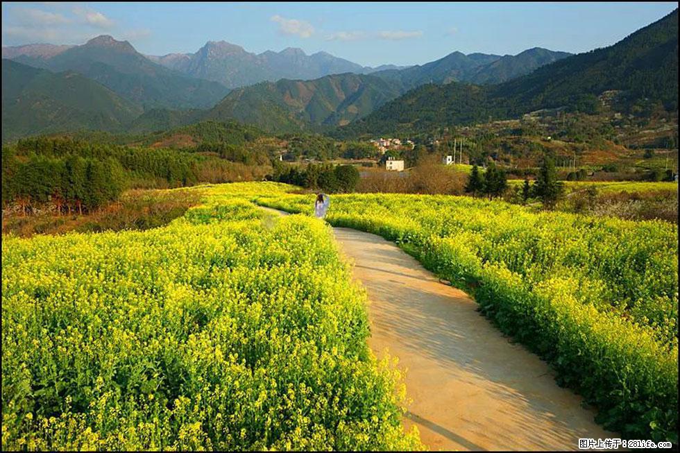 【春天,广西桂林灌阳县向您发出邀请!】长坪村油菜盛情花开 - 游山玩水 - 五家渠生活社区 - 五家渠28生活网 wjq.28life.com