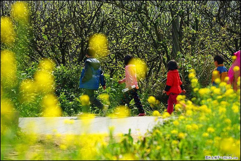 【春天,广西桂林灌阳县向您发出邀请!】长坪村油菜盛情花开 - 游山玩水 - 五家渠生活社区 - 五家渠28生活网 wjq.28life.com