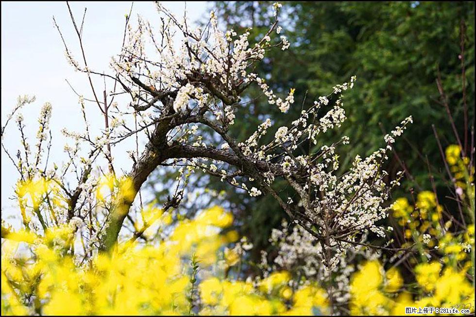 【春天,广西桂林灌阳县向您发出邀请!】长坪村油菜盛情花开 - 游山玩水 - 五家渠生活社区 - 五家渠28生活网 wjq.28life.com
