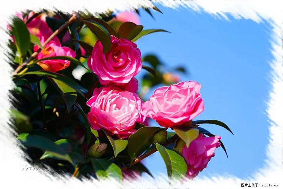 【春天,广西桂林灌阳县向您发出邀请!】杨柳井茶花惹人爱 - 游山玩水 - 五家渠生活社区 - 五家渠28生活网 wjq.28life.com