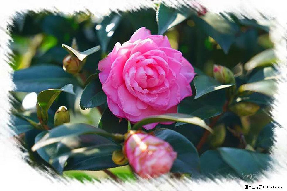 【春天,广西桂林灌阳县向您发出邀请!】杨柳井茶花惹人爱 - 游山玩水 - 五家渠生活社区 - 五家渠28生活网 wjq.28life.com