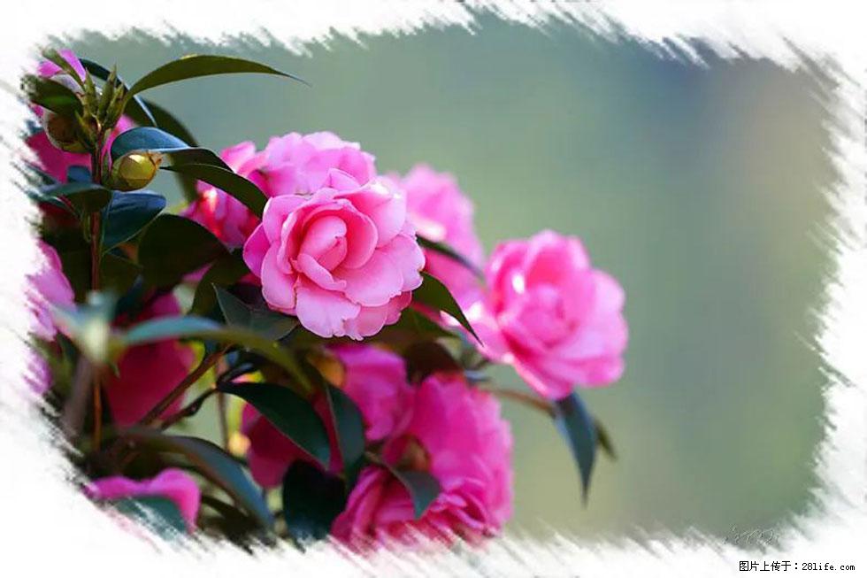 【春天,广西桂林灌阳县向您发出邀请!】杨柳井茶花惹人爱 - 游山玩水 - 五家渠生活社区 - 五家渠28生活网 wjq.28life.com