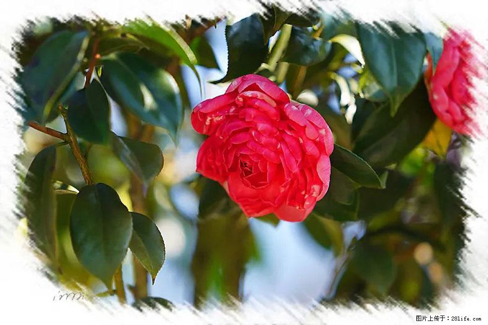 【春天,广西桂林灌阳县向您发出邀请!】杨柳井茶花惹人爱 - 游山玩水 - 五家渠生活社区 - 五家渠28生活网 wjq.28life.com