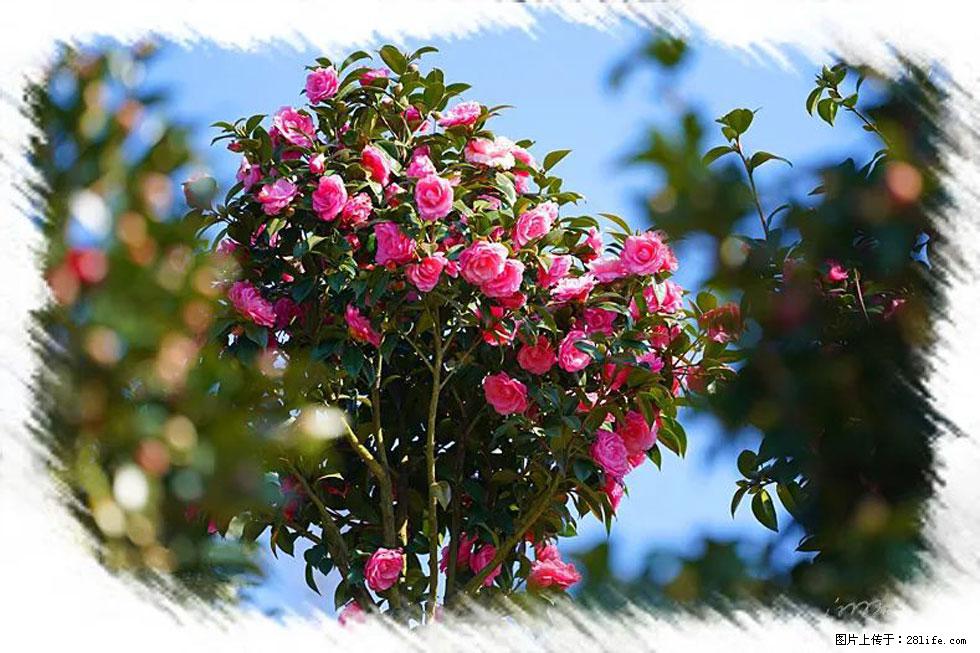 【春天,广西桂林灌阳县向您发出邀请!】杨柳井茶花惹人爱 - 游山玩水 - 五家渠生活社区 - 五家渠28生活网 wjq.28life.com