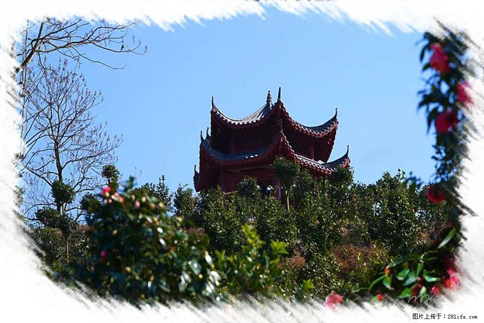 【春天,广西桂林灌阳县向您发出邀请!】杨柳井茶花惹人爱 - 游山玩水 - 五家渠生活社区 - 五家渠28生活网 wjq.28life.com