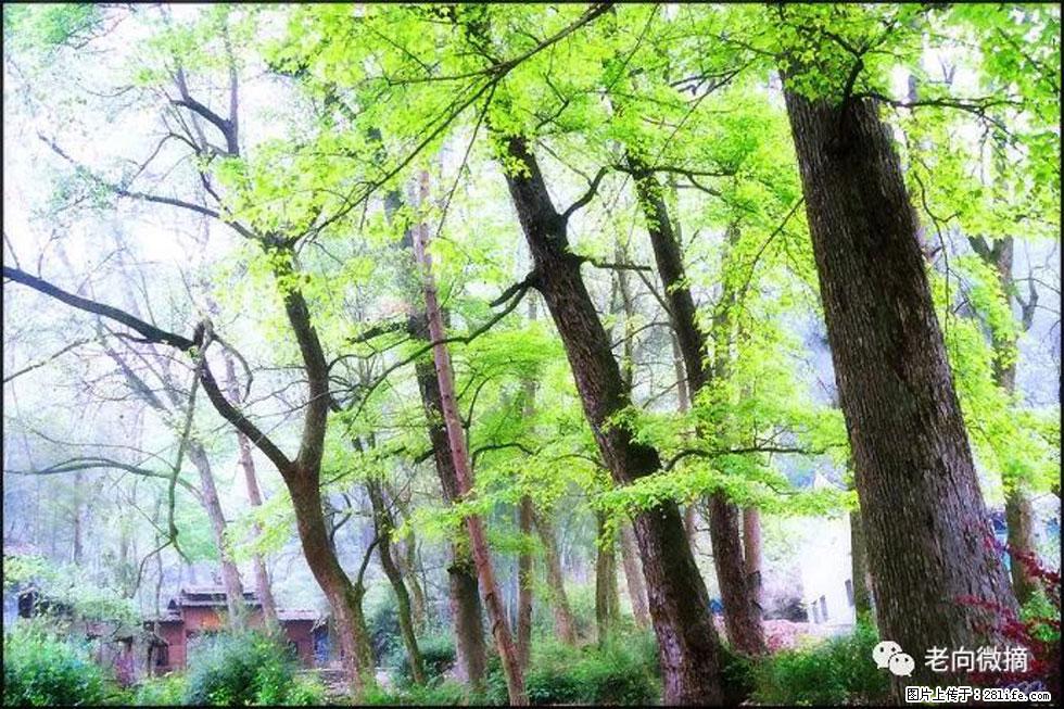 【春天,广西桂林灌阳县向您发出邀请!】在小龙村与春天约会 - 游山玩水 - 五家渠生活社区 - 五家渠28生活网 wjq.28life.com