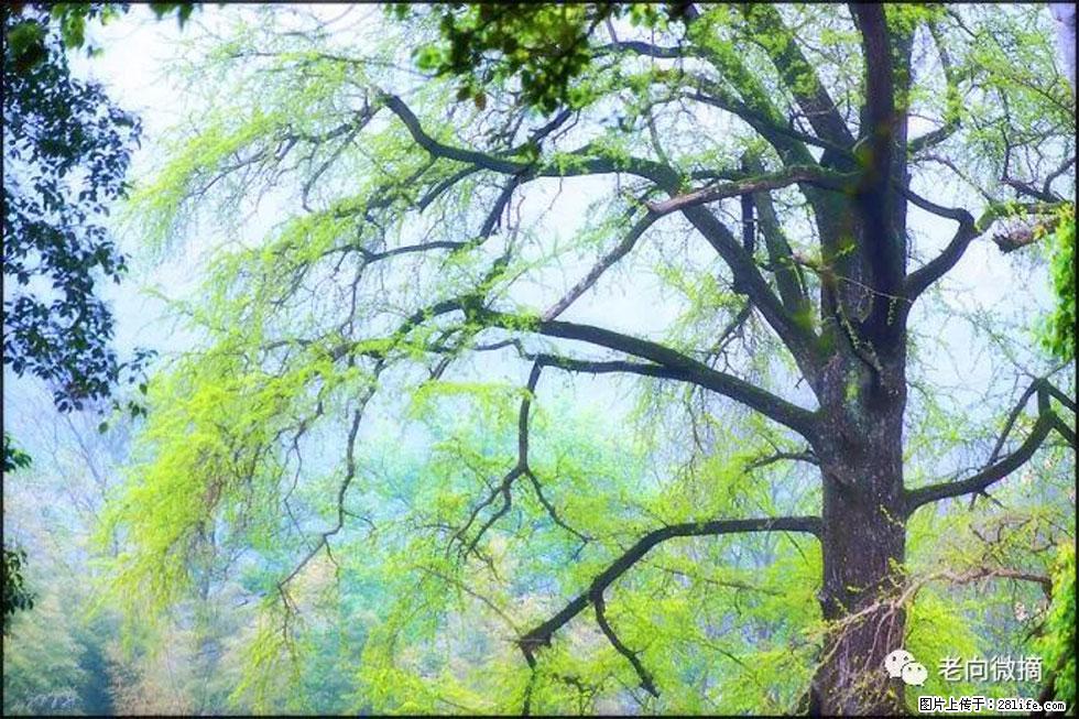 【春天,广西桂林灌阳县向您发出邀请!】在小龙村与春天约会 - 游山玩水 - 五家渠生活社区 - 五家渠28生活网 wjq.28life.com