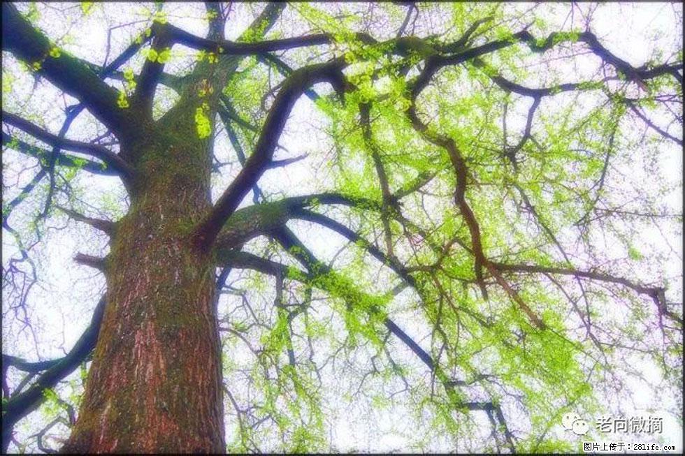 【春天,广西桂林灌阳县向您发出邀请!】在小龙村与春天约会 - 游山玩水 - 五家渠生活社区 - 五家渠28生活网 wjq.28life.com