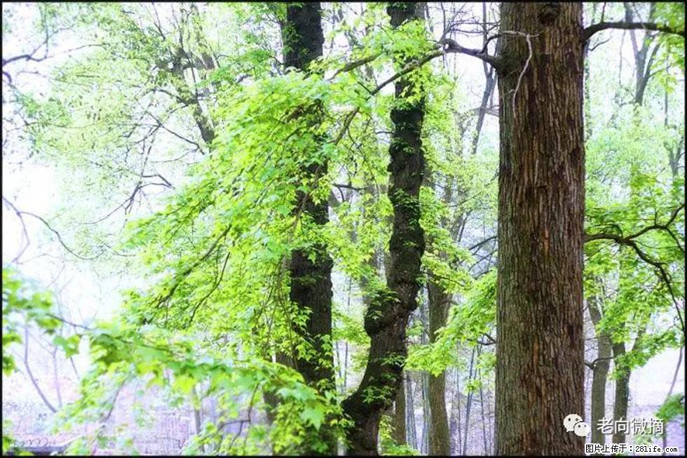 【春天,广西桂林灌阳县向您发出邀请!】在小龙村与春天约会 - 游山玩水 - 五家渠生活社区 - 五家渠28生活网 wjq.28life.com