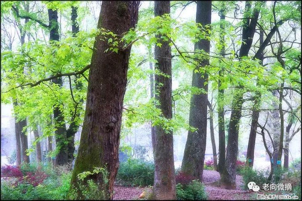 【春天,广西桂林灌阳县向您发出邀请!】在小龙村与春天约会 - 游山玩水 - 五家渠生活社区 - 五家渠28生活网 wjq.28life.com