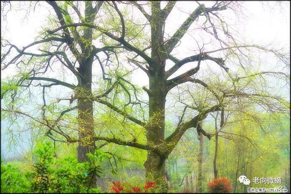 【春天,广西桂林灌阳县向您发出邀请!】在小龙村与春天约会 - 游山玩水 - 五家渠生活社区 - 五家渠28生活网 wjq.28life.com