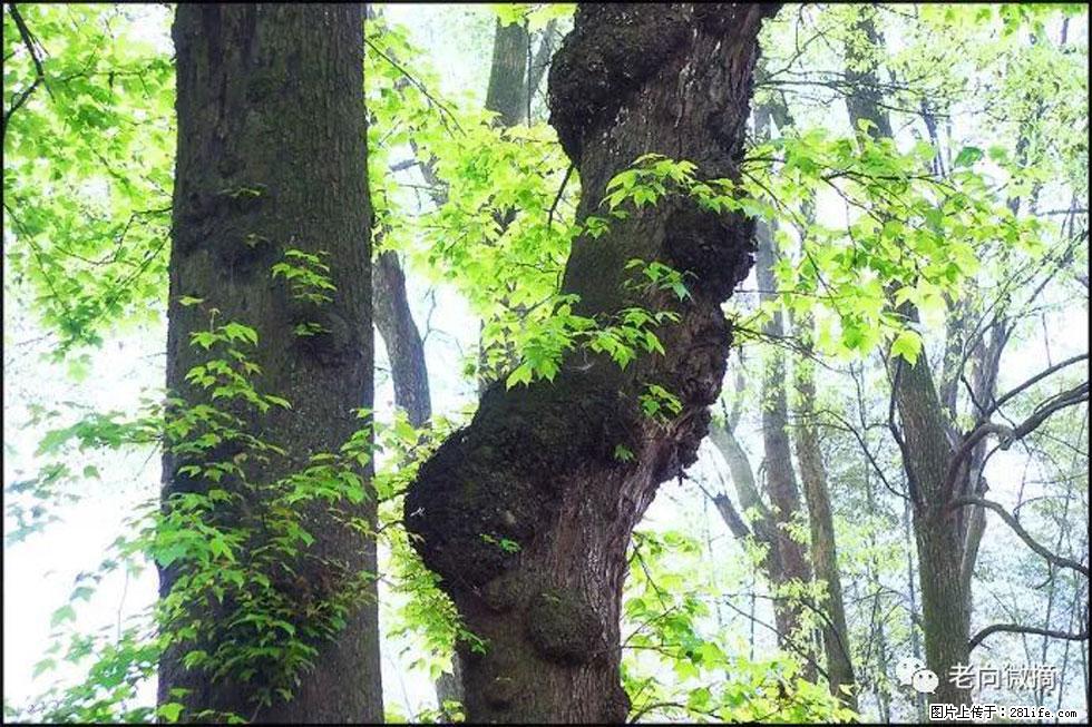 【春天,广西桂林灌阳县向您发出邀请!】在小龙村与春天约会 - 游山玩水 - 五家渠生活社区 - 五家渠28生活网 wjq.28life.com