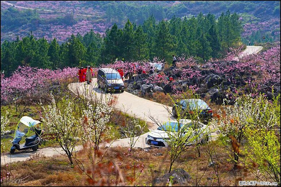 【春天,广西桂林灌阳县向您发出邀请!】望月岭上桃花开 - 游山玩水 - 五家渠生活社区 - 五家渠28生活网 wjq.28life.com