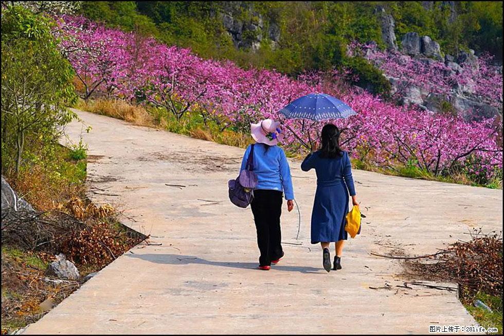 【春天,广西桂林灌阳县向您发出邀请!】望月岭上桃花开 - 游山玩水 - 五家渠生活社区 - 五家渠28生活网 wjq.28life.com