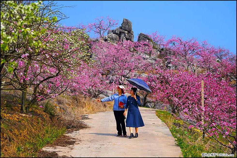 【春天,广西桂林灌阳县向您发出邀请!】望月岭上桃花开 - 游山玩水 - 五家渠生活社区 - 五家渠28生活网 wjq.28life.com