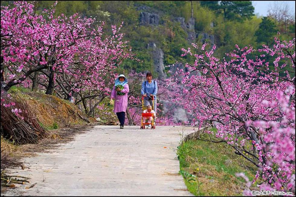 【春天,广西桂林灌阳县向您发出邀请!】望月岭上桃花开 - 游山玩水 - 五家渠生活社区 - 五家渠28生活网 wjq.28life.com
