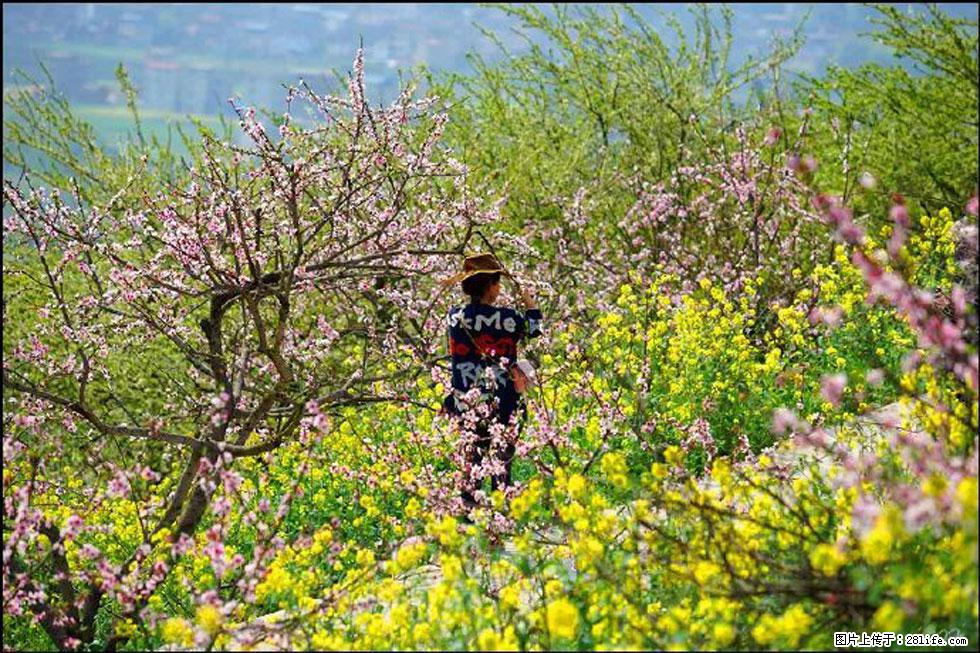 【春天,广西桂林灌阳县向您发出邀请!】望月岭上桃花开 - 游山玩水 - 五家渠生活社区 - 五家渠28生活网 wjq.28life.com