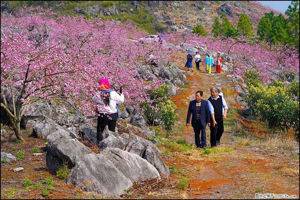 【春天,广西桂林灌阳县向您发出邀请!】望月岭上桃花开 - 游山玩水 - 五家渠生活社区 - 五家渠28生活网 wjq.28life.com