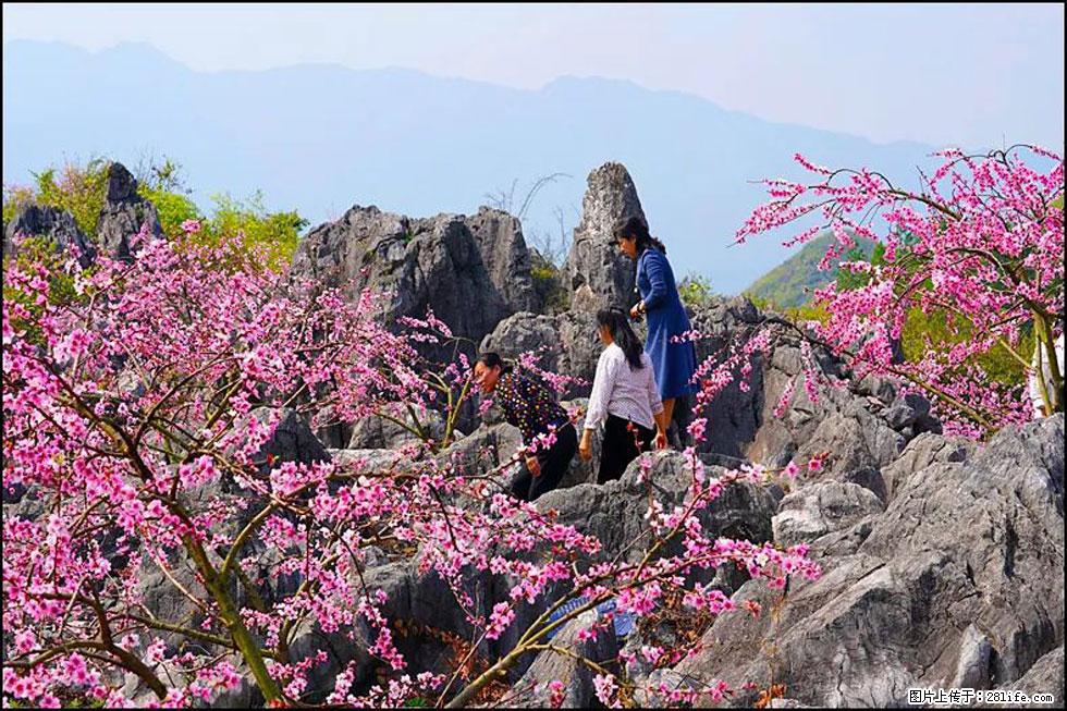 【春天,广西桂林灌阳县向您发出邀请!】望月岭上桃花开 - 游山玩水 - 五家渠生活社区 - 五家渠28生活网 wjq.28life.com