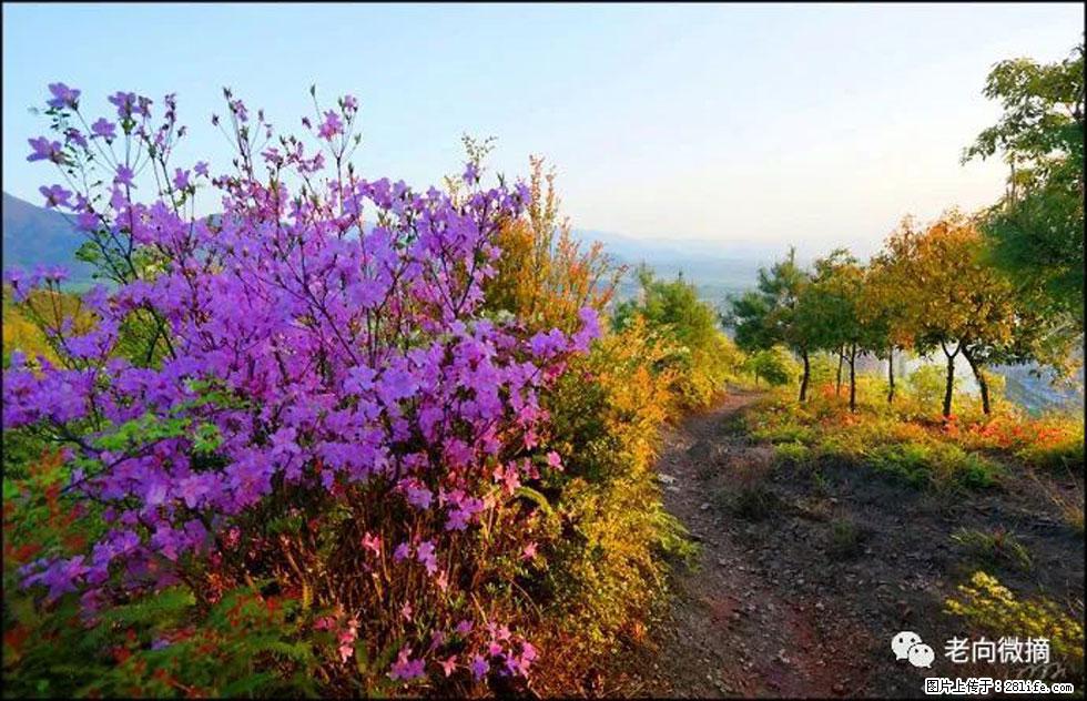 【春天,广西桂林灌阳县向您发出邀请!】登麒麟山,相约映山红 - 游山玩水 - 五家渠生活社区 - 五家渠28生活网 wjq.28life.com